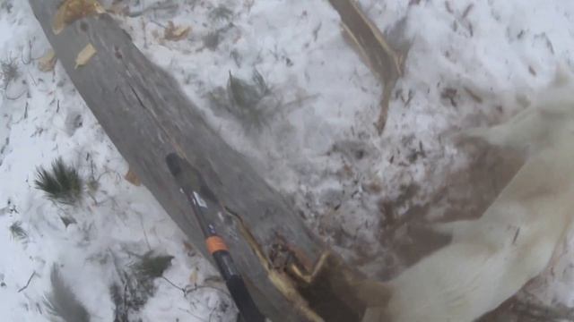 Промысел соболя  11 серия  Лайка ломает себе зубы в азарте за соболем, соболь обманул.