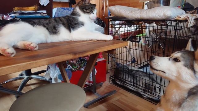 HUSKY VLOG Дружат ли Хаски с котами ?? смотреть онлайн