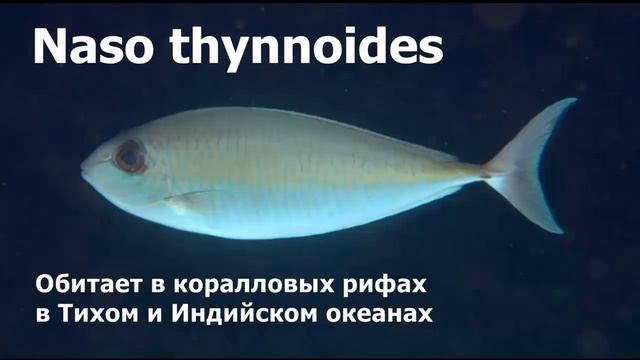 СЕМЕЙСТВО ХИРУРГОВЫЕ, роды Настоящие носачи, Прионуры и Флаговые хирурги смотреть онлайн