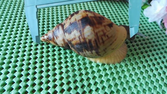 ДНЕВНИК КЛЕОПАТРЫ - 2 МЕС = 9 СМ РАКОВИНА ( МАРИ МИСТИК ) С ПЕРВЫМ ДНЁМ ВЕСНЫ ! смотреть онлайн