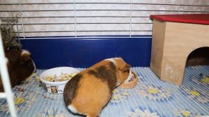 Кормление морских свинок. Что едят и чем можно кормить морскую свинку?