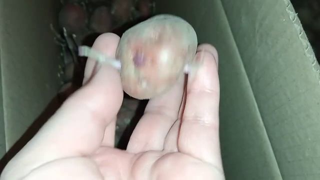 Храню картошку?????? при комнатной температуре?️?️?️?️. смотреть онлайн