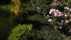 Невероятно обильное цветение роз. Удивительная стойкость- роза Аскот, Джеф Гамельтон, Артемис.