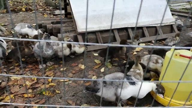 Мускусные утки - как растут плечистые утята//Вес в 1 мес. смотреть онлайн