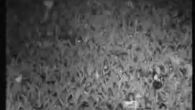 Dire Straits Feat Clapton Walk Of Life : Wembley  1988