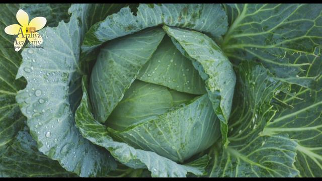 Vegetables In Sinhala