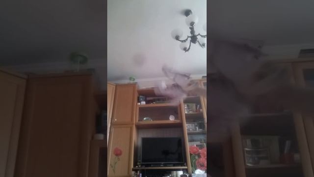 извените за качество? все мои драконы смотреть онлайн