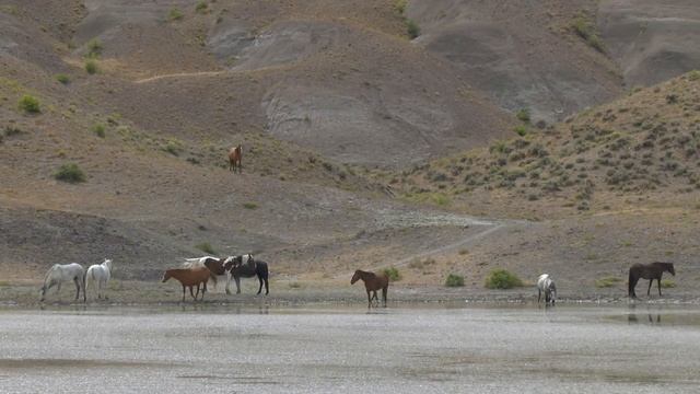Wild Wonders of America in Colorado Wild Mustangs of Sand Wash Basin by Karen King смотреть онлайн