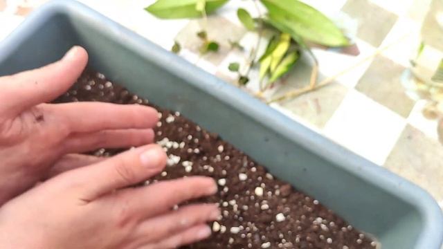 Хойи . Обмен .Укоренение черенков(rooting Hoiy) Хойи . Как укоренять хойи . комнатные растения.