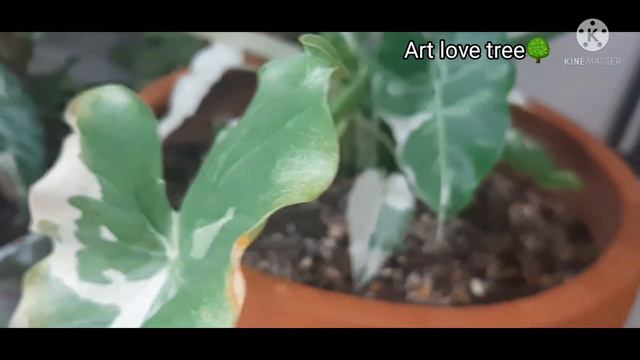 บอกสูตรดิน ปลูกโอกินาวา ให้ลูกดก ขยายพันธุ์ไว #alocasia смотреть онлайн
