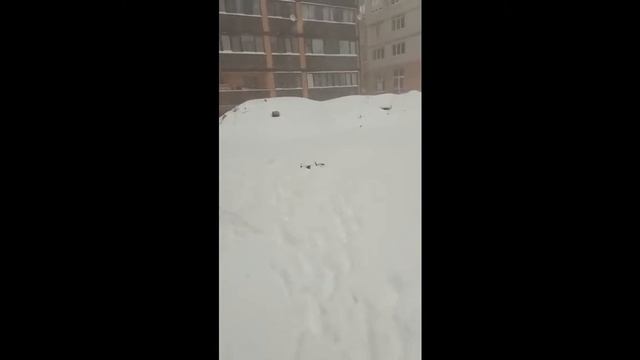 Большая собака в маленькой квартире смотреть онлайн