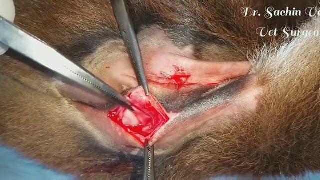 Surgical correction of atresia ani in calf: A congenital defect смотреть онлайн