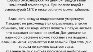 Панданус уход
