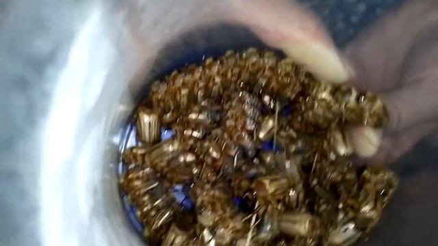 Спаривание майских жуков в неволе июль 2016 смотреть онлайн