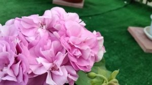 #474.Пеларгония ЮЗИС Парцифаль-сиреневый шедевр!