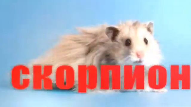 Кто ты из хомяков по знаку зодиака?? Смотри тут! смотреть онлайн