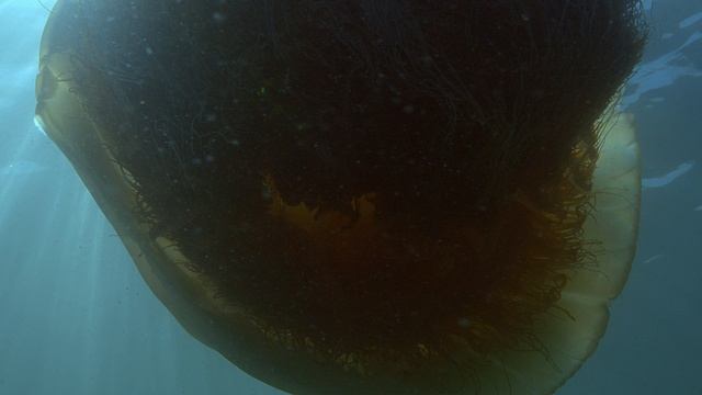 Nemopilema nomurai, Великий Тихий океан, 3 серия, фрагмент из сериала, 4К качество смотреть онлайн