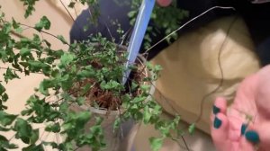 Адиантум. Пример живучести | Самое неприхотливое комнатное растение