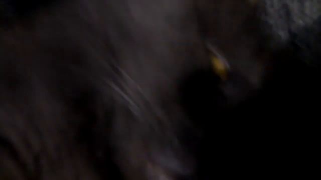 Кот подох смотреть онлайн