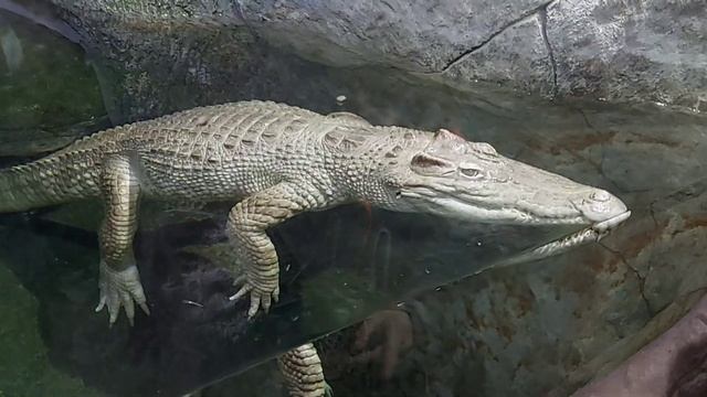 ЯЛТИНСКИЙ,КРОКОДИЛЯРИУМ,ЖИВЫЕ ОГРОМНЫЕ КРОКОДИЛЫ !!! вараны,игуаны.Тимур держит живого крокодила смотреть онлайн