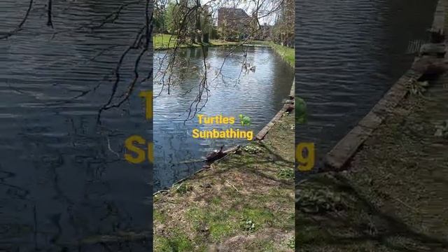 Turtle Sunbathing |KU Leuven Campus Arenberg | Muhammad Afsar Raza смотреть онлайн