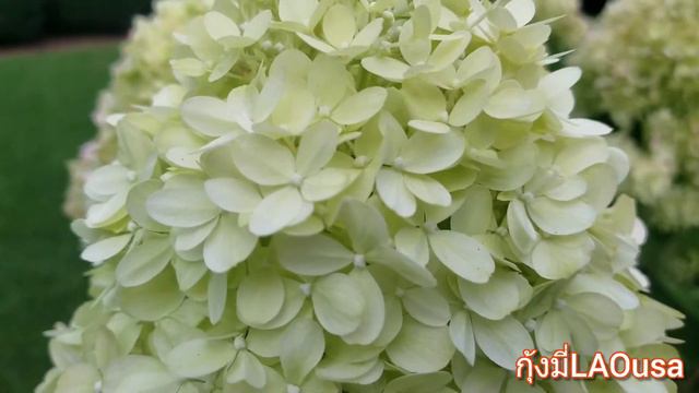 #Beautifulflowers Limelight hydrangeas #ไฮเดรนเยียไลม์ไลท์ смотреть онлайн