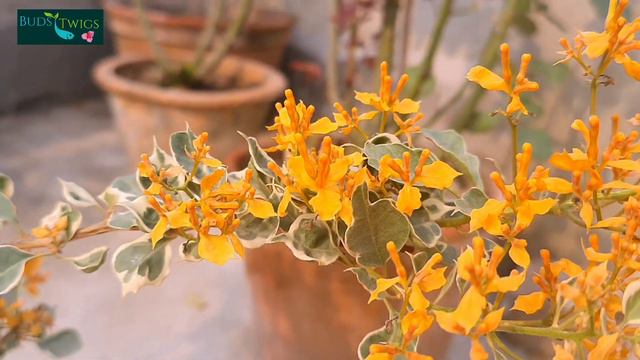 Bougainvillea/Best 6 Yellow Bougsinvillea Variety/ Most Lovely Bougainvillea.