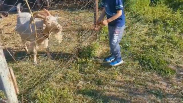 Можно ли кормить коз хлебом? "Мое Подворье" смотреть онлайн