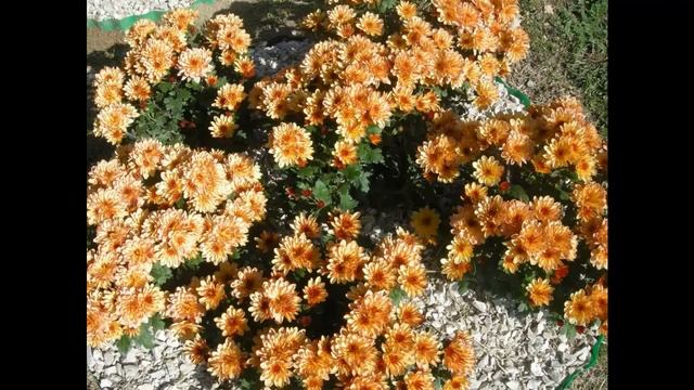 Цветы. Клумба смотреть онлайн