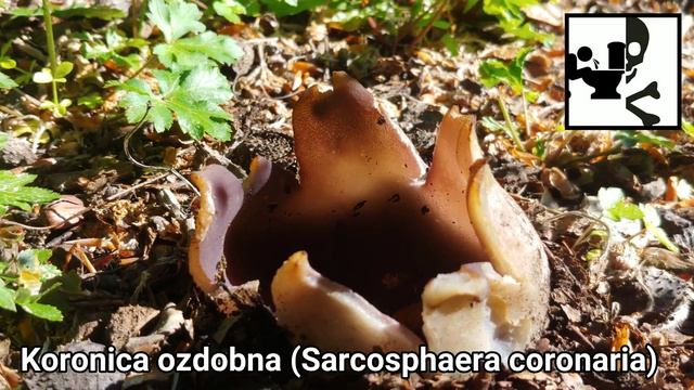 Koronica Ozdobna (Sarcosphaera Coronaria) 06.06.2020 Małopolska