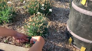 ГВОЗДИКА / УХОД за гвоздикой/ ОБРЕЗКА