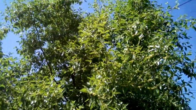 Цветение Зизифус смотреть онлайн