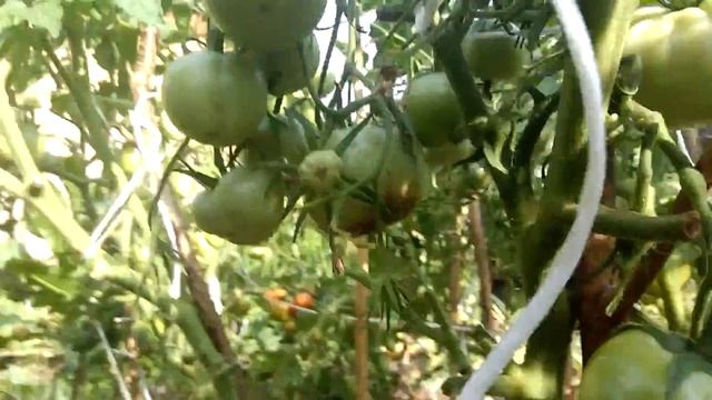 дача обзор сортов томатов 3 Истра 2016г смотреть онлайн