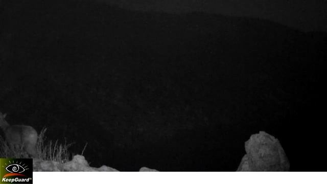 Кабарга фотоловушка смотреть онлайн