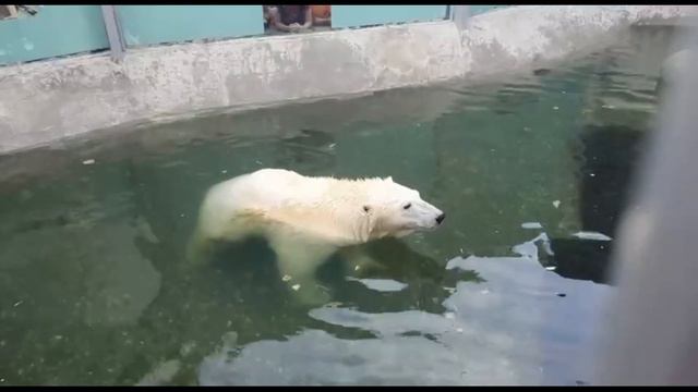 Диксон много времени проводит в воде....Dixon spends a lot of time in the water...Moscow Zoo.. смотреть онлайн
