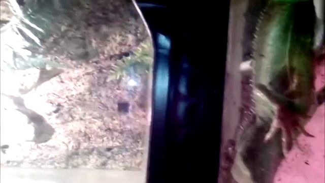 Водяная агама. Онлайн зоопарк смотреть онлайн