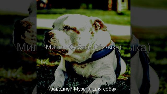 Видения (Милые Собаки) смотреть онлайн