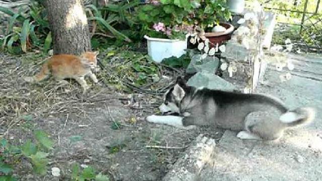 Отдай, рыжий, мыша!