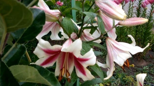 Лилия Нимфа группа ОТ - гибриды смотреть онлайн