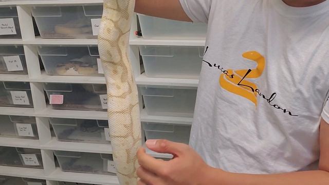Pregnant/Gravid Ball Pythons смотреть онлайн