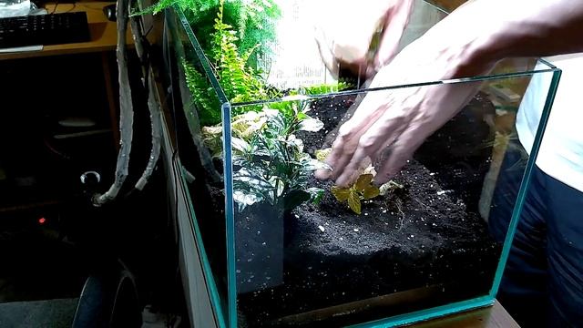 Создание флорариума с тропическими растениями.