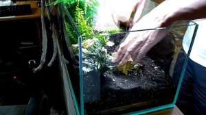 Создание флорариума с тропическими растениями.