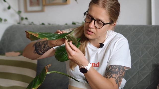 🥊 Update! Wyzywam moje rośliny | philodendrony, hoje i scindapsus | challenge my plants смотреть онлайн