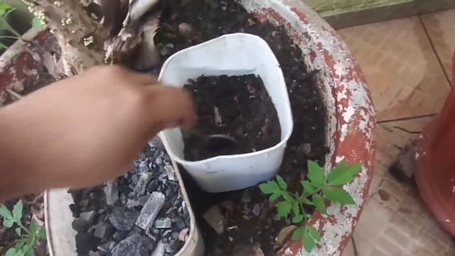 Faz a Jabuticaba Explodir em Flores e Frutos (Adubo Orgânico Grátis) смотреть онлайн