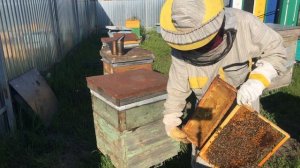 Как устроен улей? Пасека гатуповых?