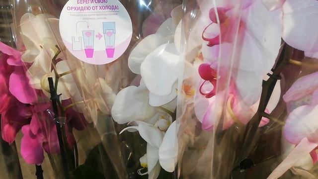 В JMP очень много красивых Фаленопсисов по АКЦИИ смотреть онлайн