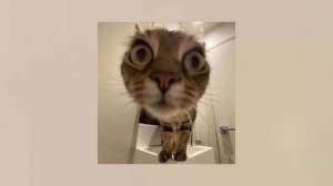 boom clap - charli xcx (sped up)