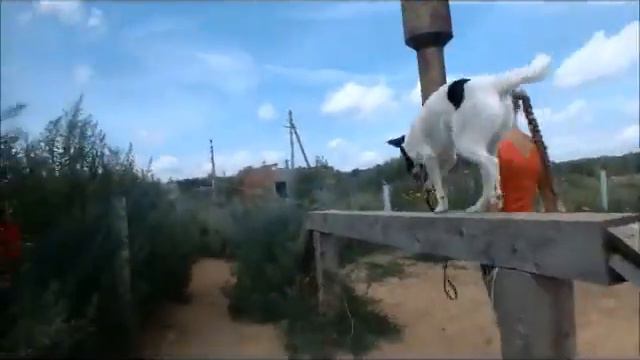 Ковчег 480p смотреть онлайн