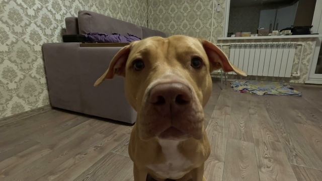 Вега на Gopro 11 смотреть онлайн