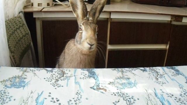 Домашний Заяц. Пугливый Заяц, зайка в шоке) смотреть онлайн